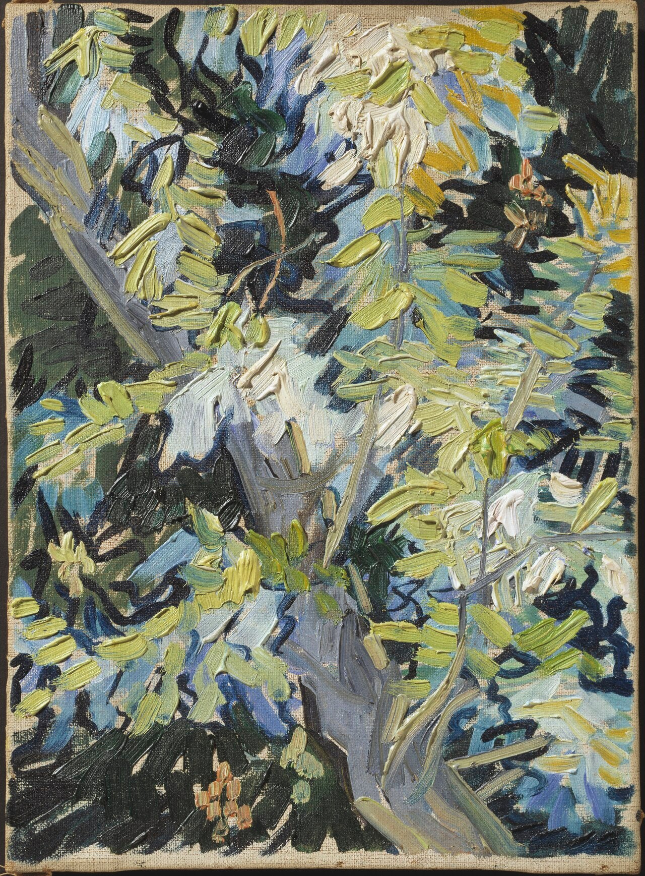 Květy akácie - Vincent van Gogh