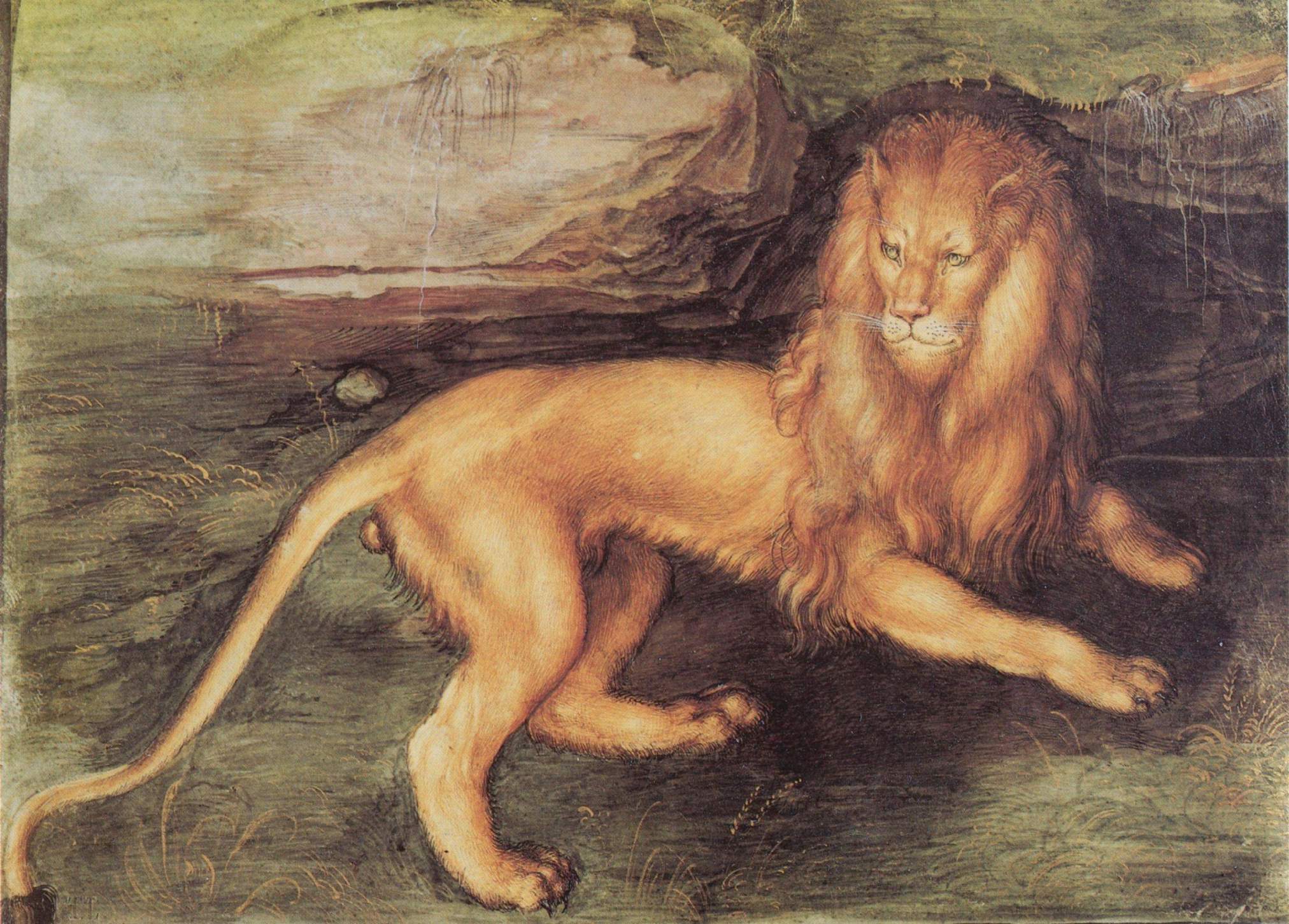 Lev - Albrecht Dürer