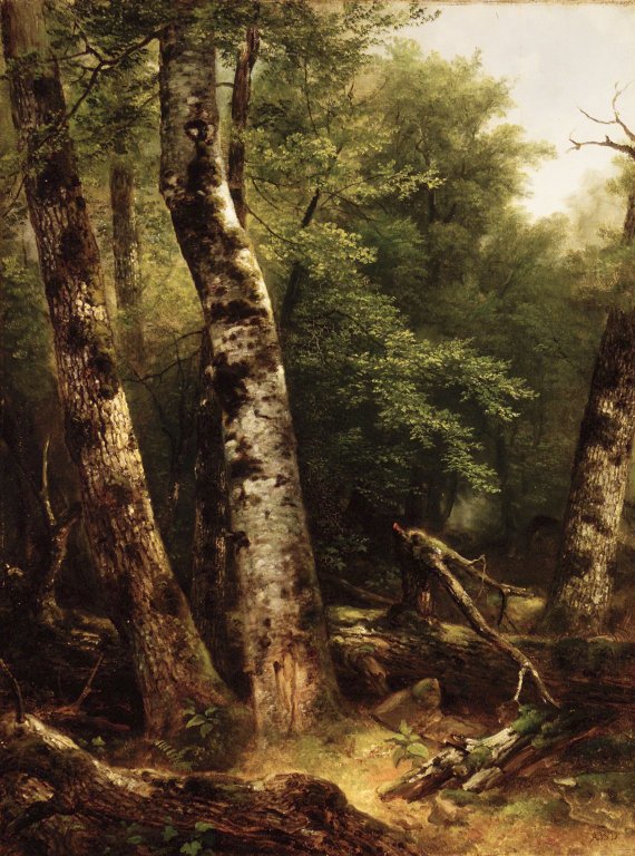 Paysage (bouleaux et chênes) - Asher Brown Durand