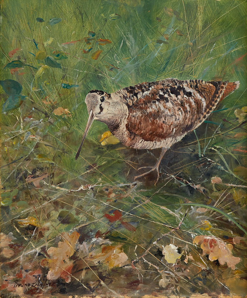 Bécasse des bois - Bruno Liljefors