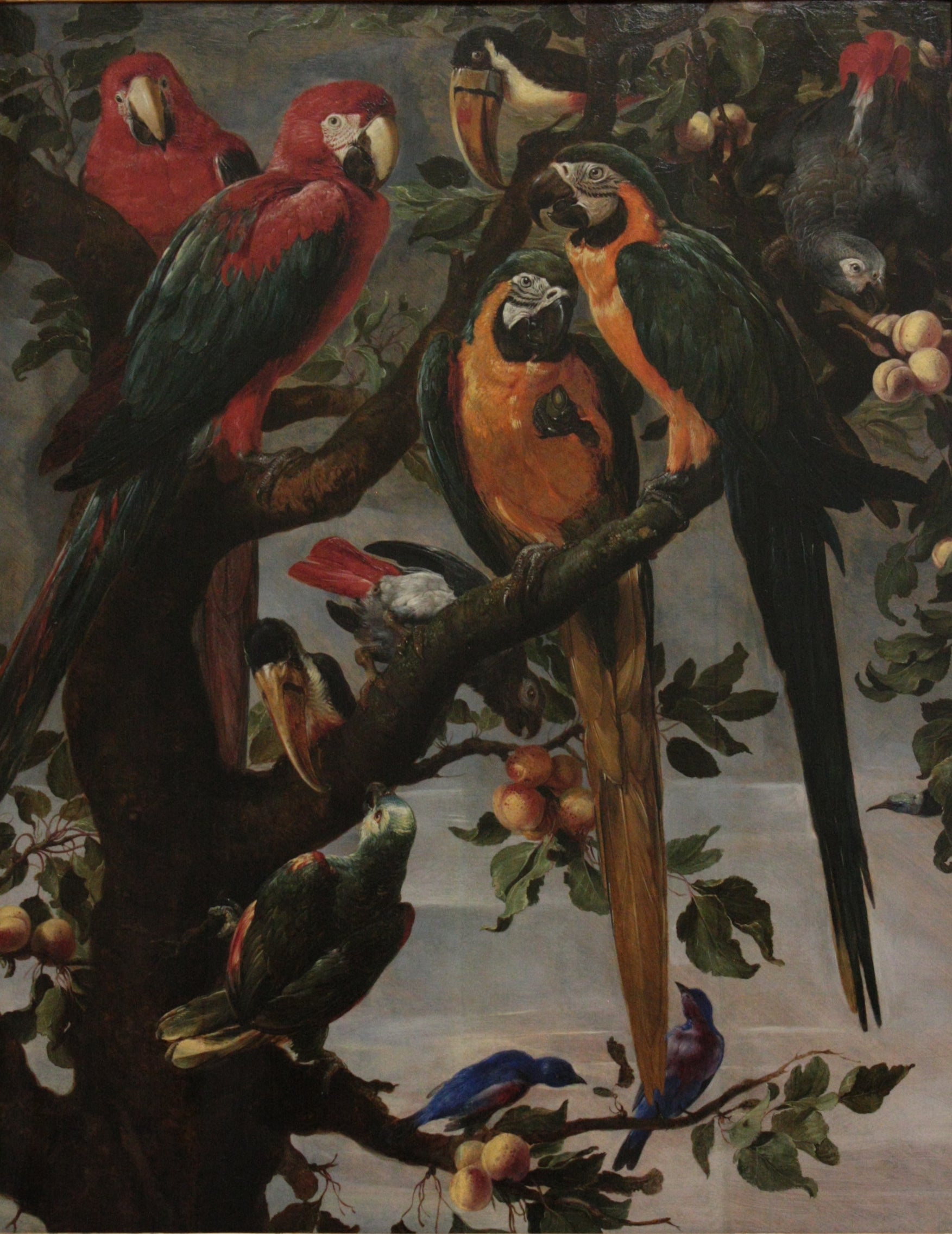 Perroquets et autres oiseaux - Frans Snyders