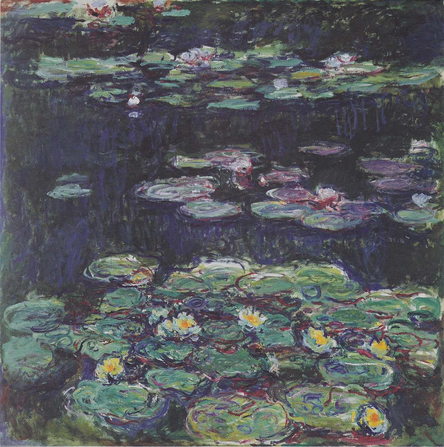 🎨 Lekníny – bílé a žluté květy