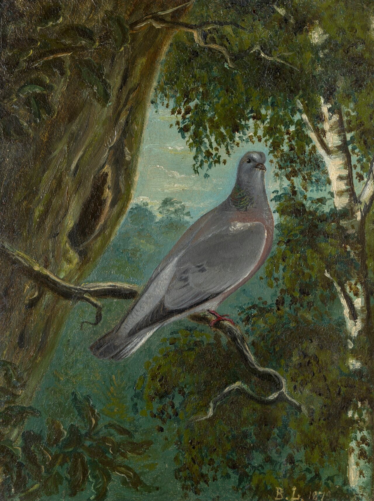 Pigeon colombe - Bruno Liljefors