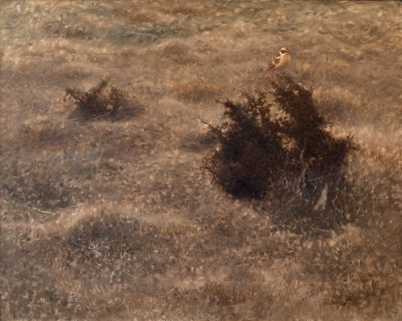 Traquet des prés - Bruno Liljefors