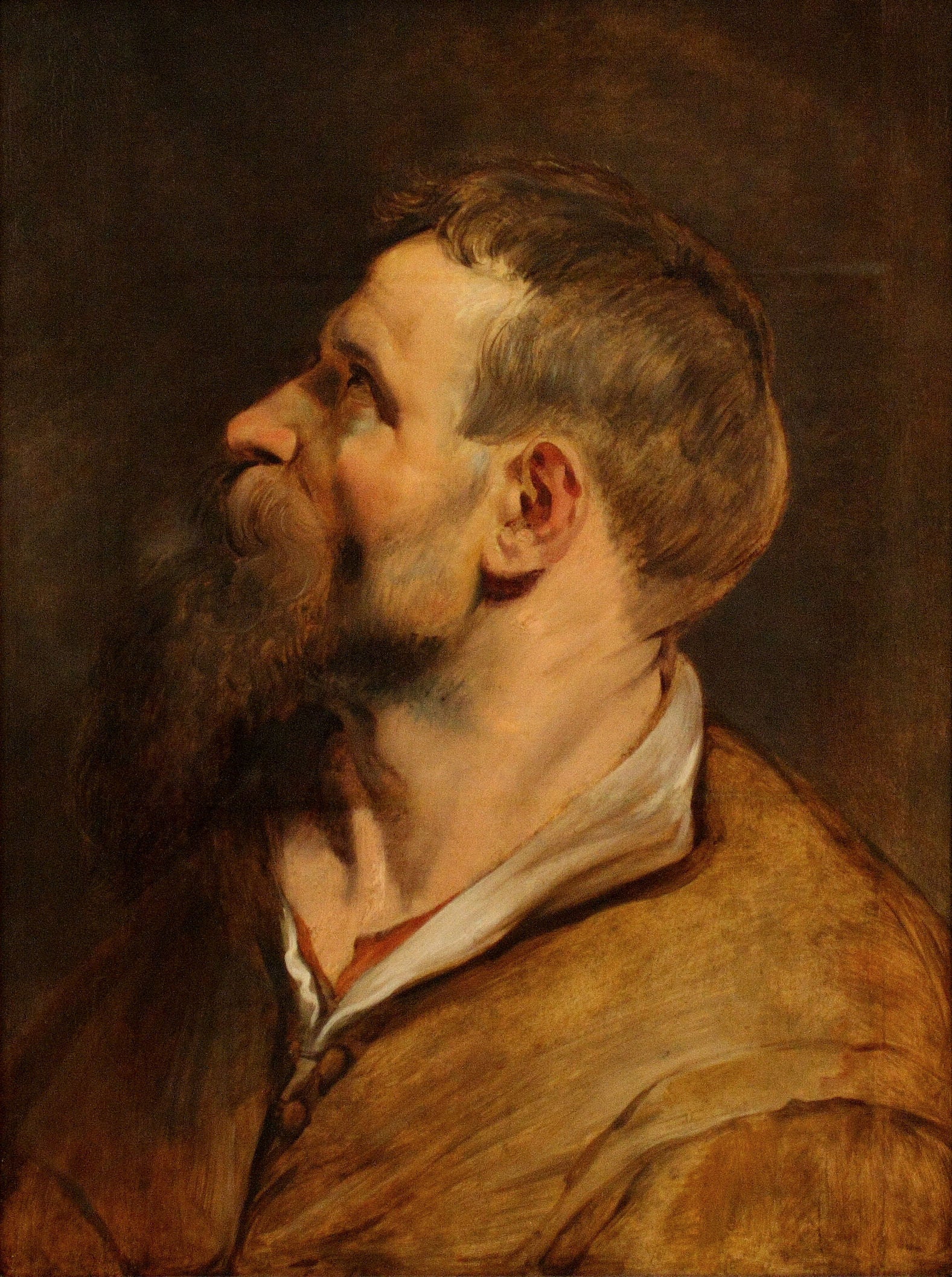Tête d'un homme barbu regardant vers la gauche - Peter Paul Rubens