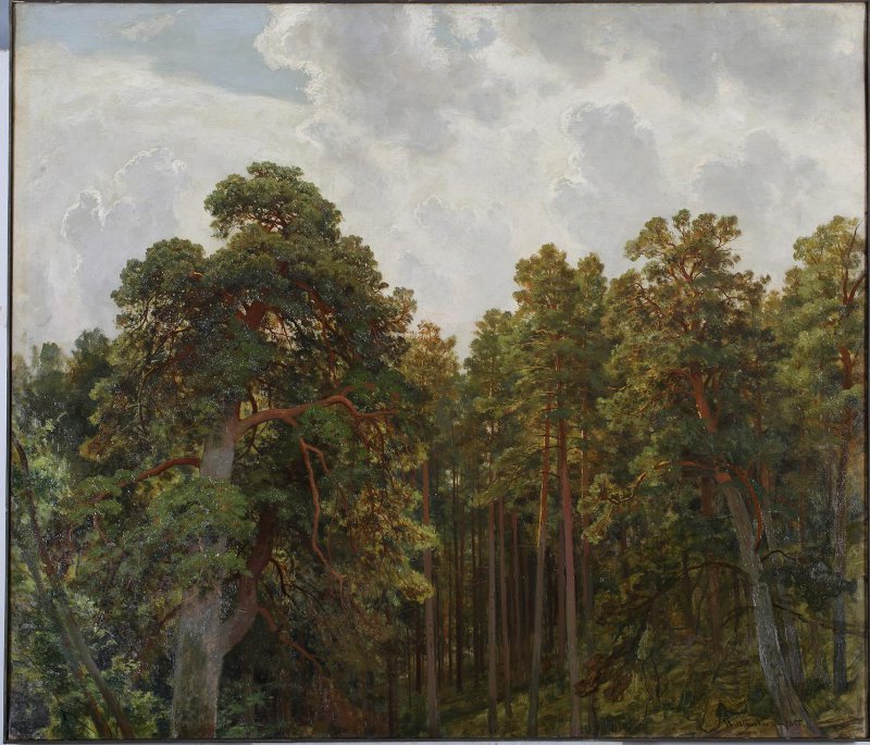 Cimes de pins - Ivan Chichkine