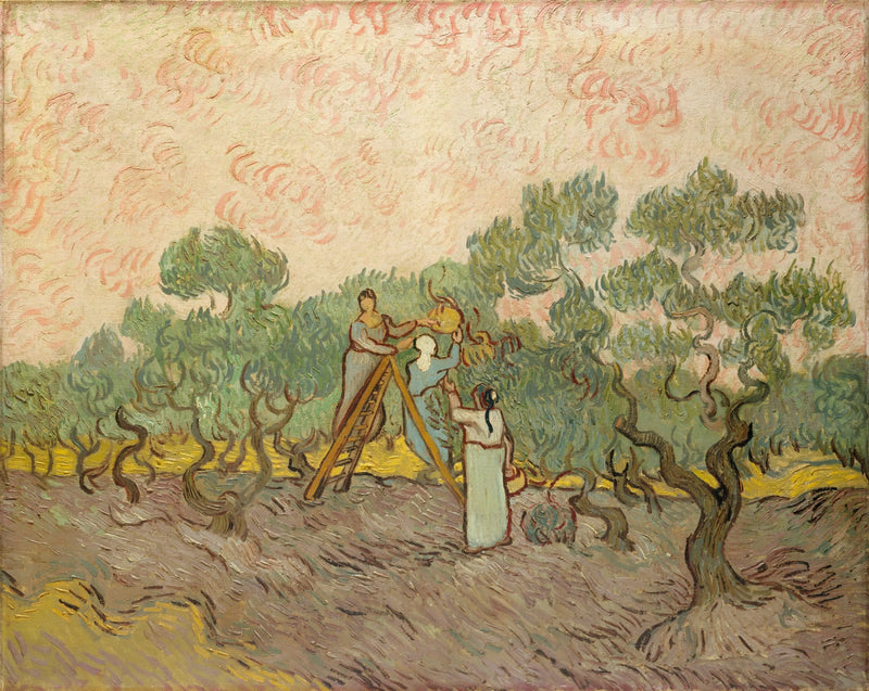 Ženy sbírající olivy - Vincent van Gogh