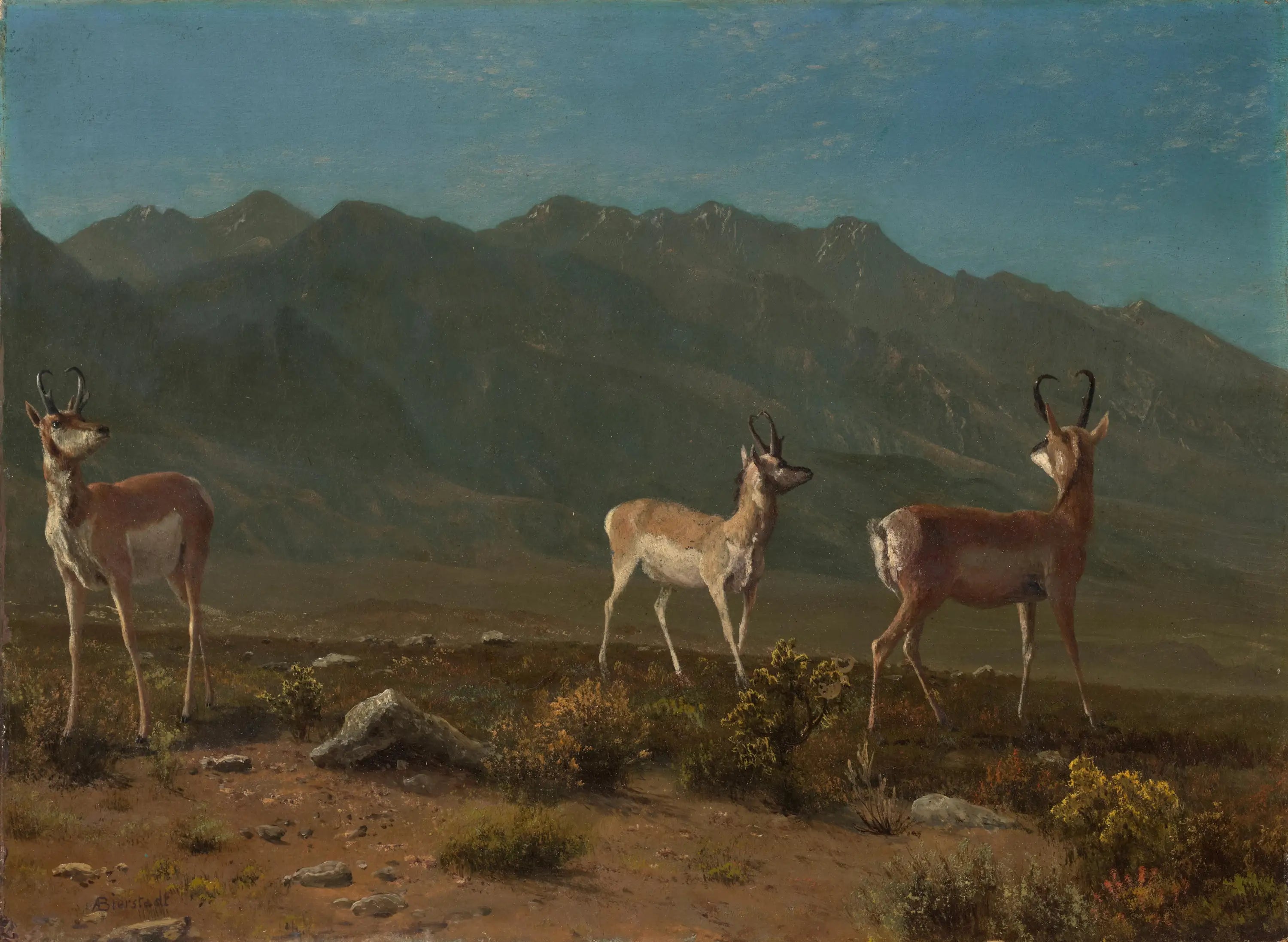 Antilope (Antilope de l’Arizona) - Albert Bierstadt - Alpha Reproduction