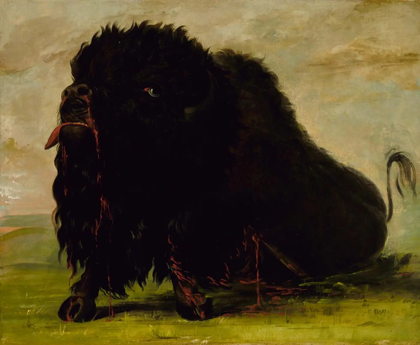 Buffle mourant touché par une flèche - George Catlin - Alpha Reproduction