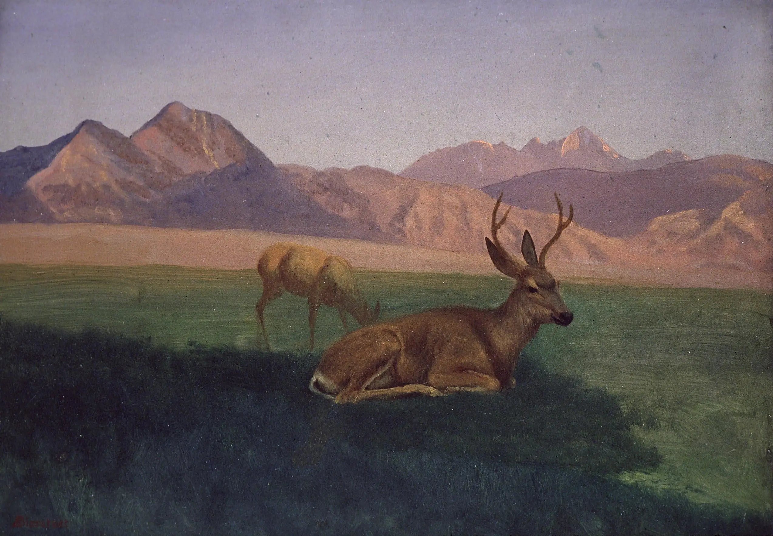 Cerf - Albert Bierstadt - Alpha Reproduction