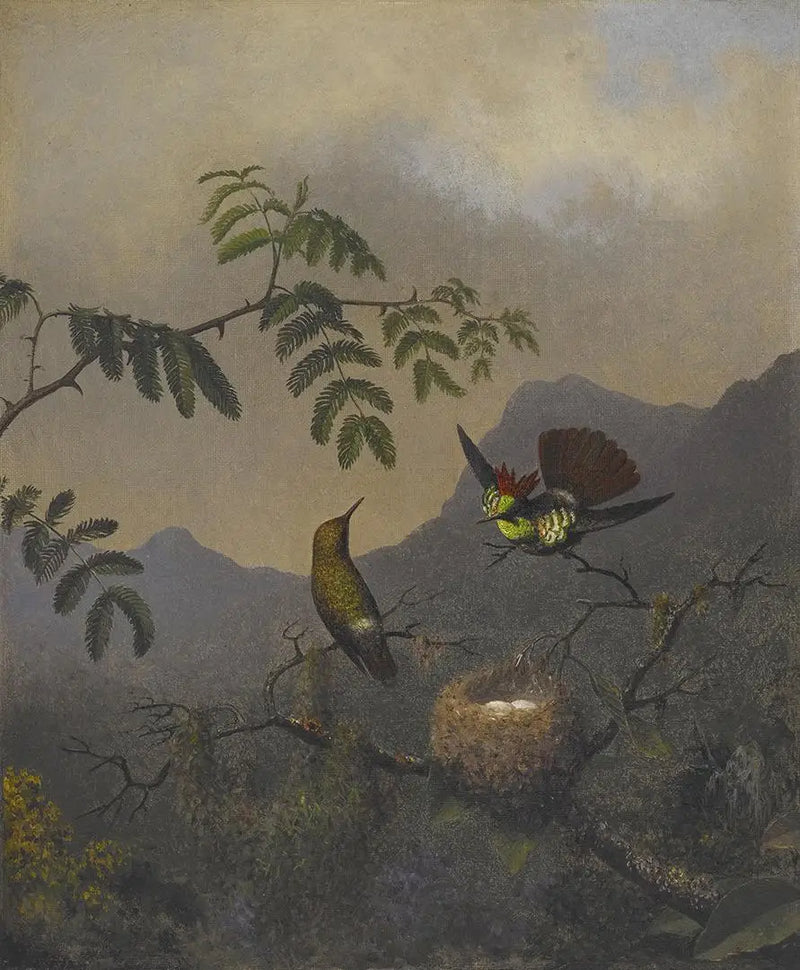 Volánová koketa - Martin Johnson Heade