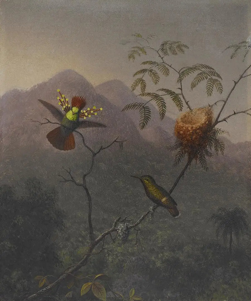 Hustá koketa - Martin Johnson Heade