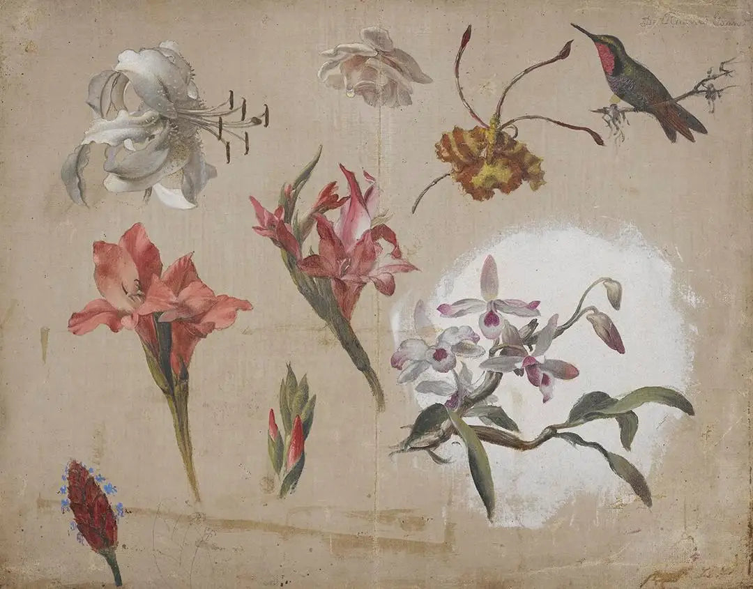 Étude de fleurs variées avec un colibri - Martin Johnson Heade - Alpha Reproduction