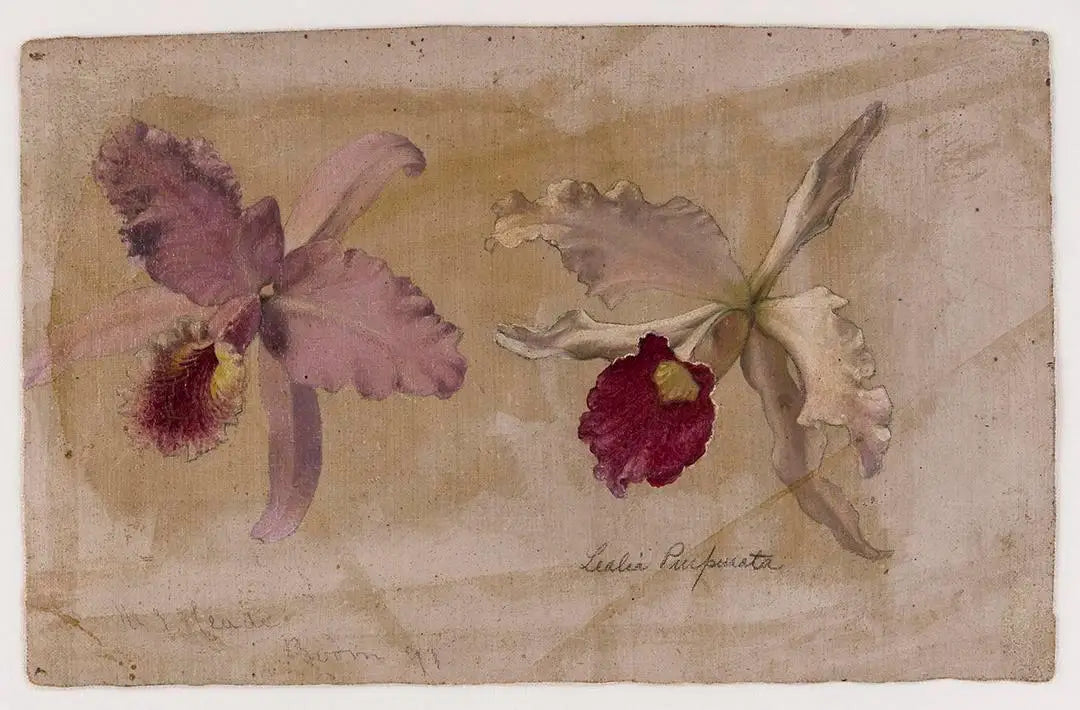 Étude de Lealia Purpurata et d’une autre orchidée - Martin Johnson Heade - Alpha Reproduction