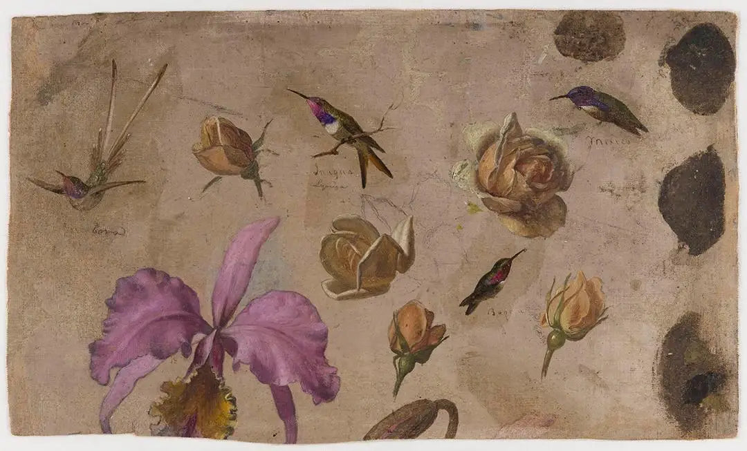 Étude de quatre colibris avec des roses et une orchidée - Martin Johnson Heade - Alpha Reproduction