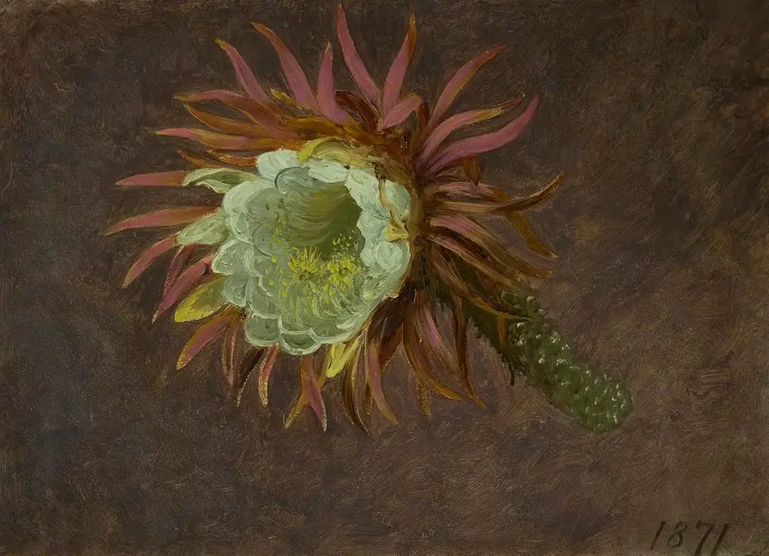 Étude d’un Cereus à floraison nocturne - Martin Johnson Heade - Alpha Reproduction