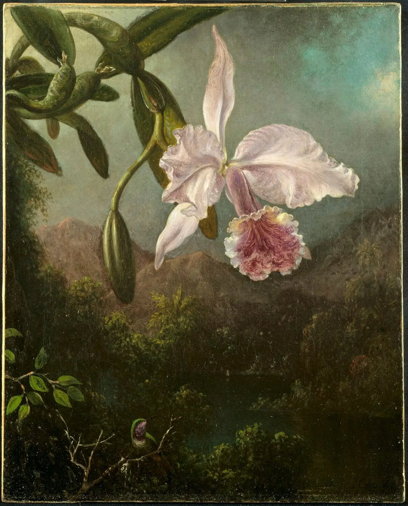 Orchidejové květiny - Martin Johnson Heade