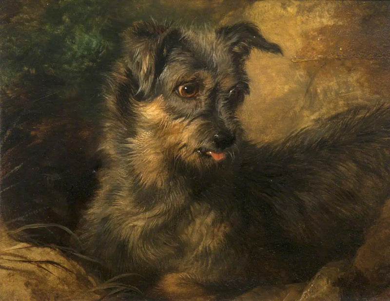 Zázvor - Edwin Henry Landseer