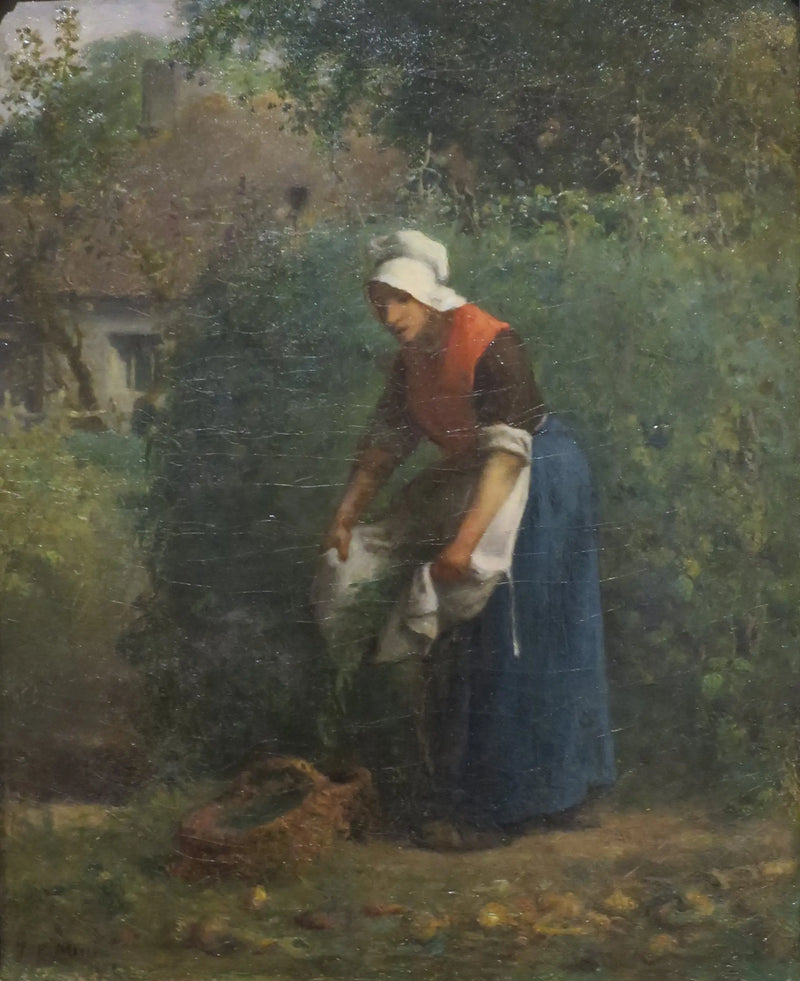 Sklizeň fazolí - Jean-François Millet