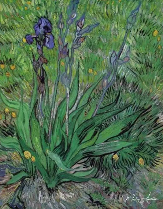 Les iris II - Van Gogh - Reproductions de tableaux et peintures haut de gamme