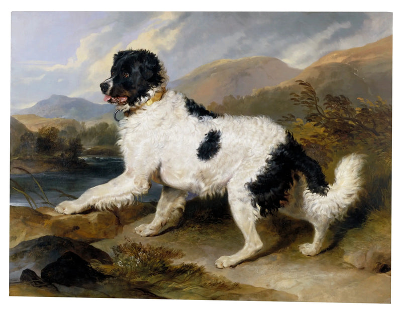 Lev, pes z Newfoundlandu - Edwin Henry Landseer