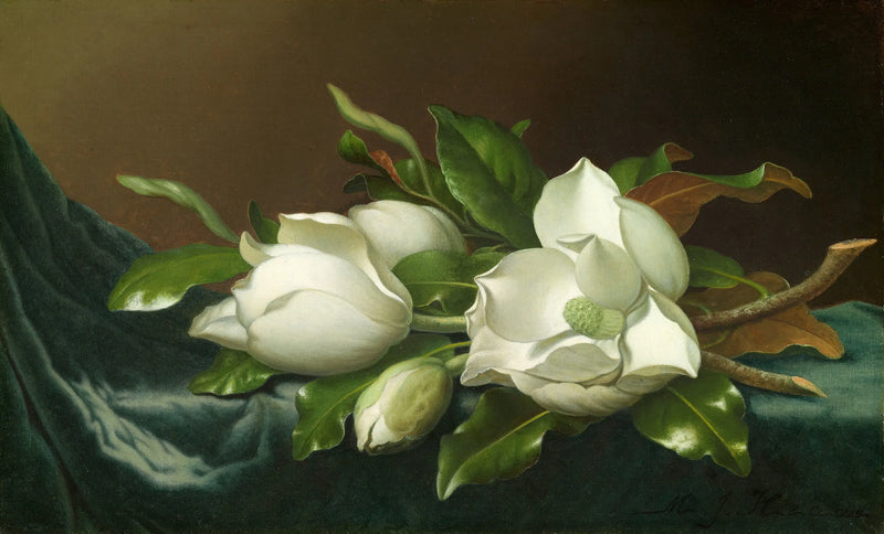 Magnolie na modrém sametovém plátně - Martin Johnson Heade