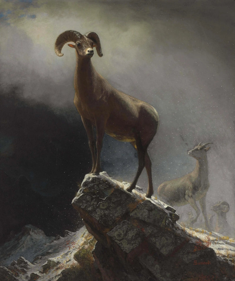 Horský muflon z pohoří Skalistých hor - Albert Bierstadt