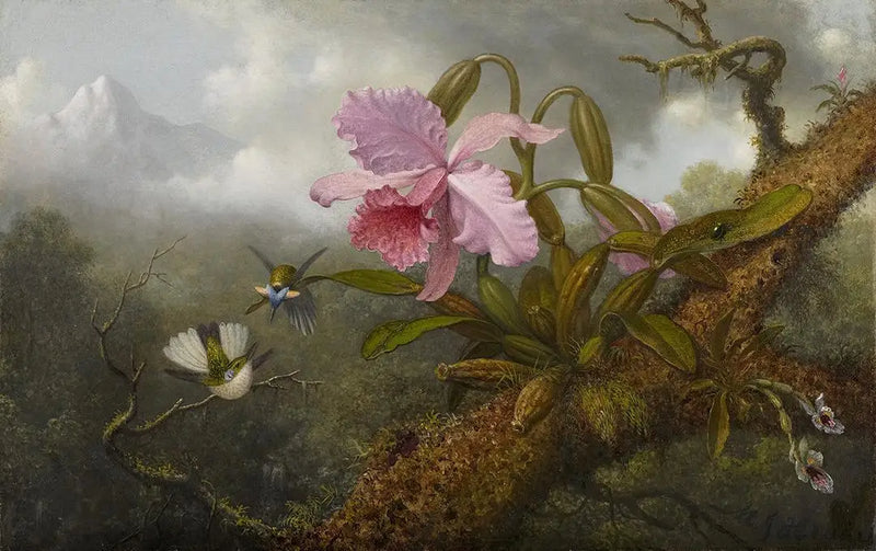 Orchidej Cattleya, dva kolibříci a brouk - Martin Johnson Heade