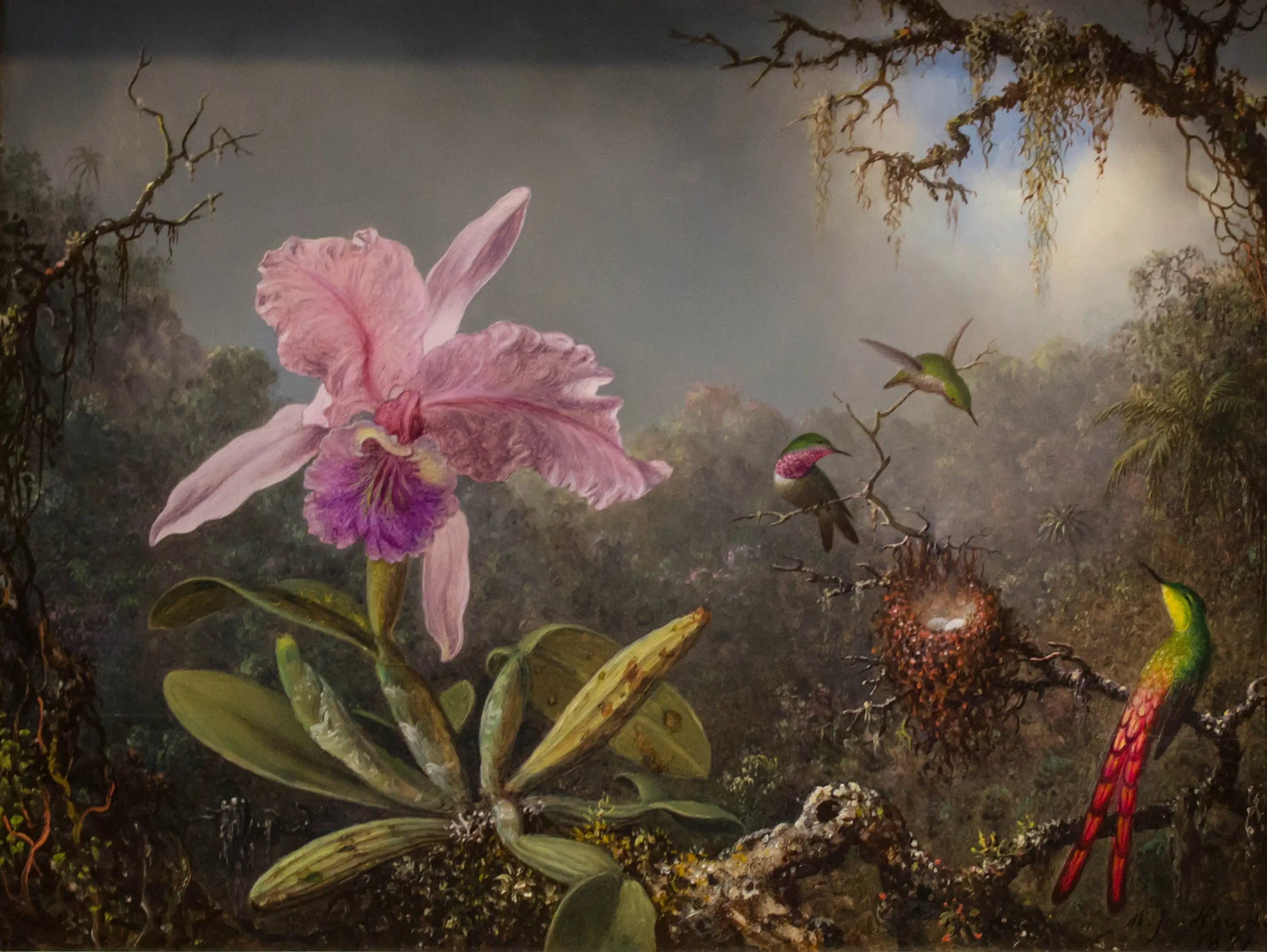 Orchidée Cattleya et trois colibris - Martin Johnson Heade - Alpha Reproduction