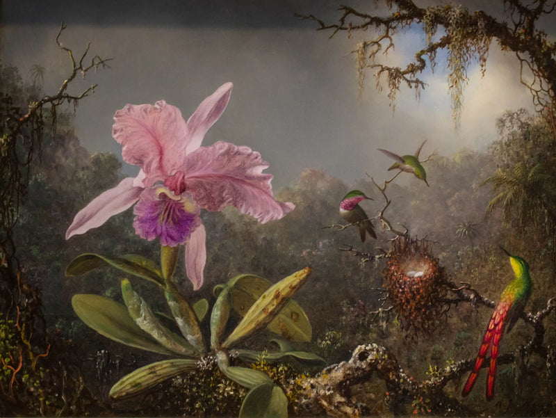 Orchidej Cattleya a tři kolibříci - Martin Johnson Heade
