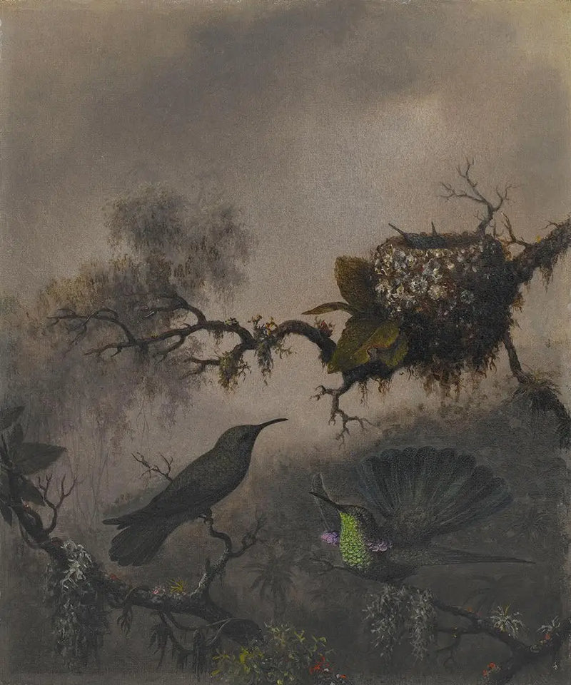 Fialové ucho s bílým břichem - Martin Johnson Heade