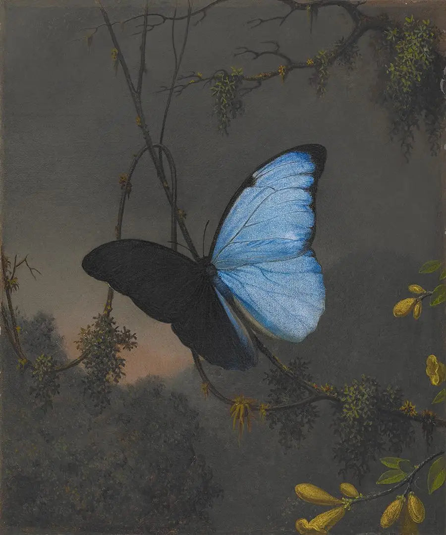 Papillon Morpho bleu - Martin Johnson Heade - Alpha Reproduction