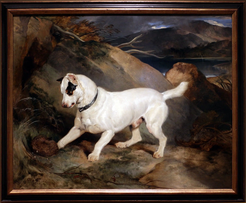 Portrét teriéra, vlastnictví Owena Williamse, ESQ., poslance (Jocko s ježkem) - Edwin Henry Landseer