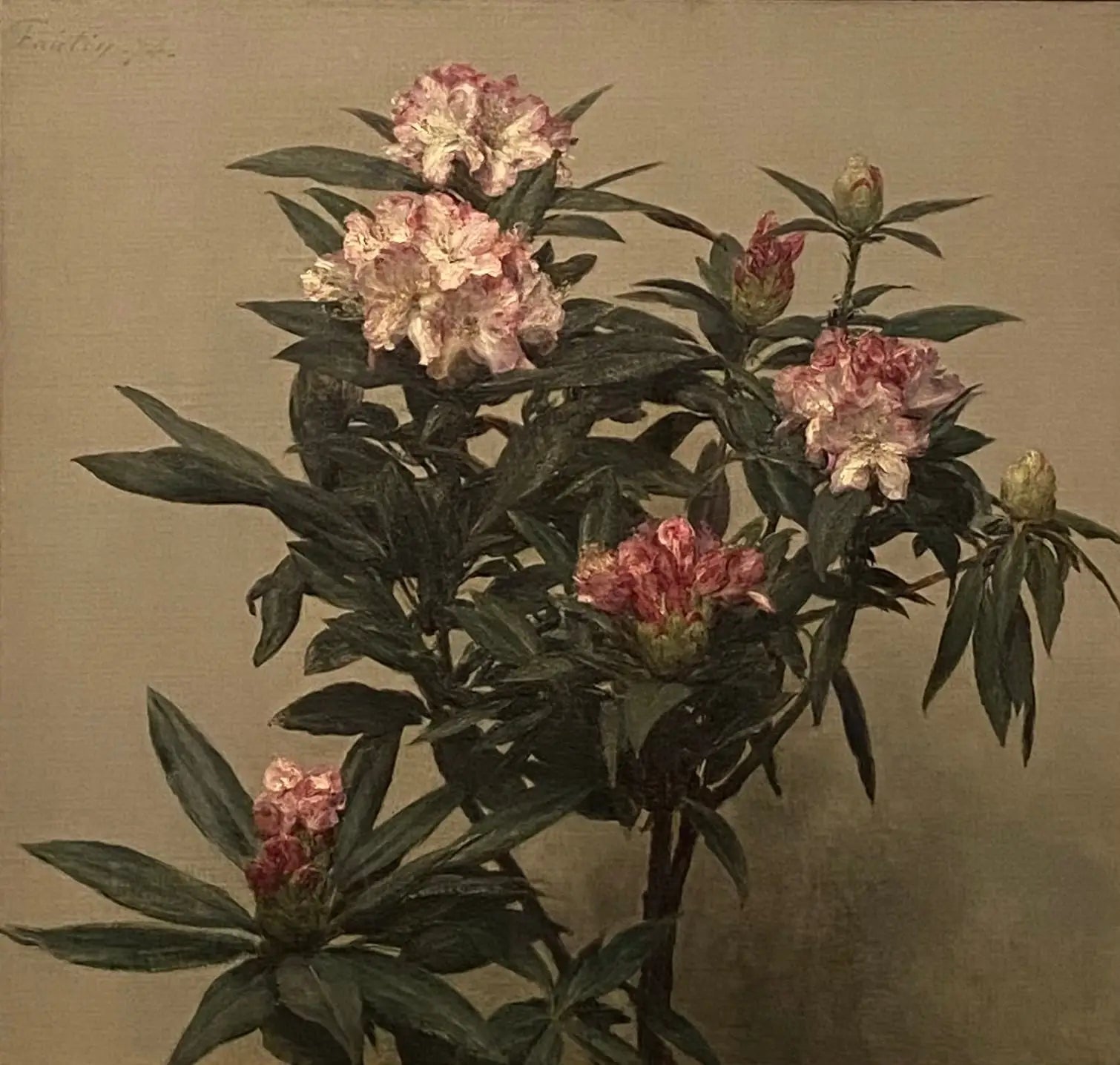 Rhododendrons - Henri Fantin-Latour - Alpha Reproduction
