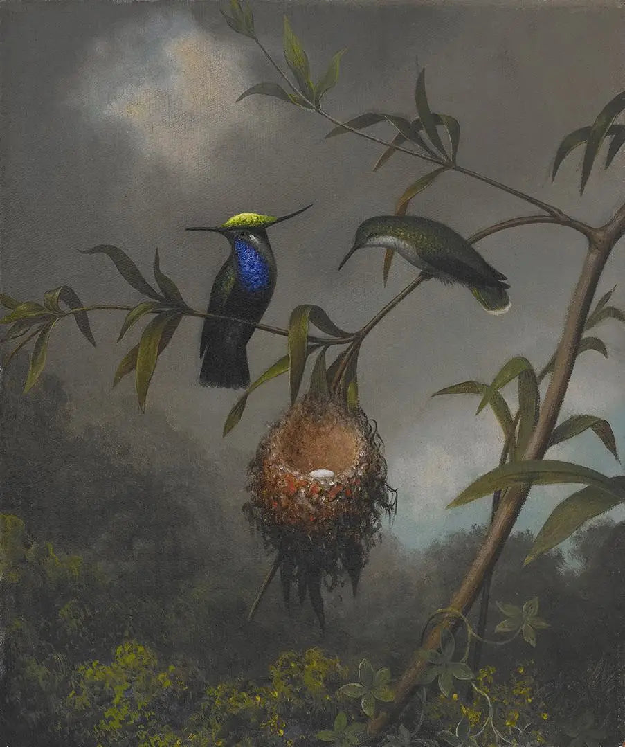 Roitelet à poitrine noire - Martin Johnson Heade - Alpha Reproduction
