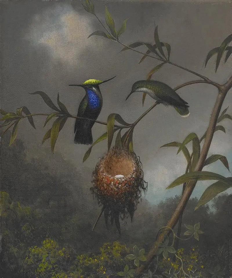 Černohlavý strakapoud - Martin Johnson Heade