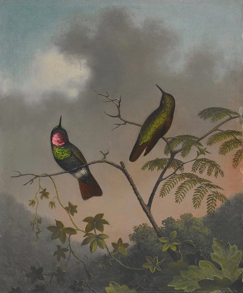 Rubínová brazilská - Martin Johnson Heade