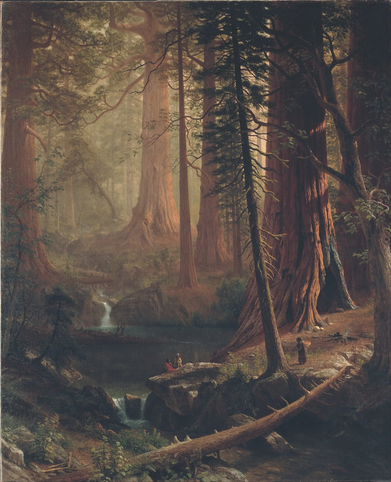Obří sekvoje v Kalifornii - Albert Bierstadt