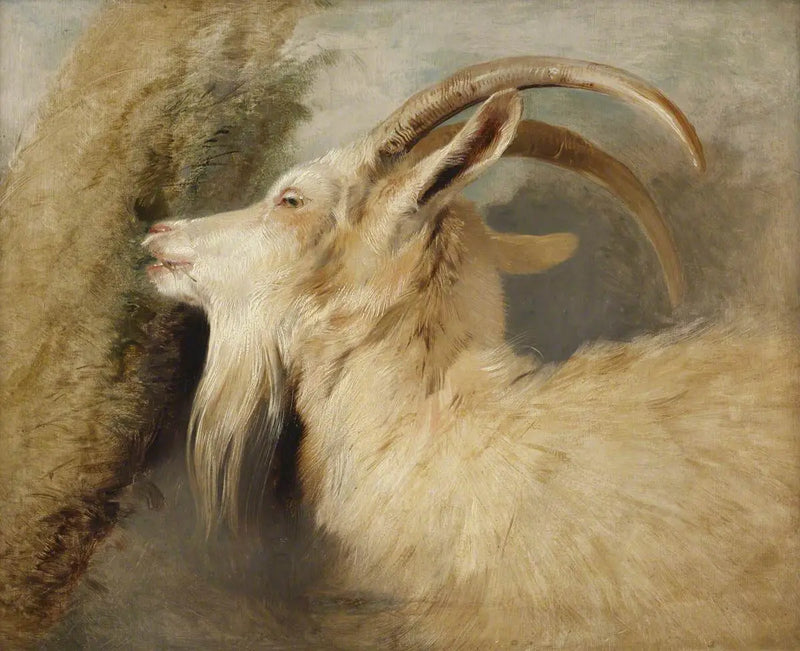 Hlava kozy - Edwin Henry Landseer