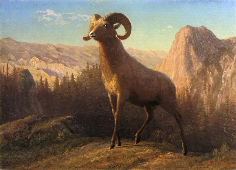Ovce z pohoří Skalistých hor, Ovis, Montana - Albert Bierstadt